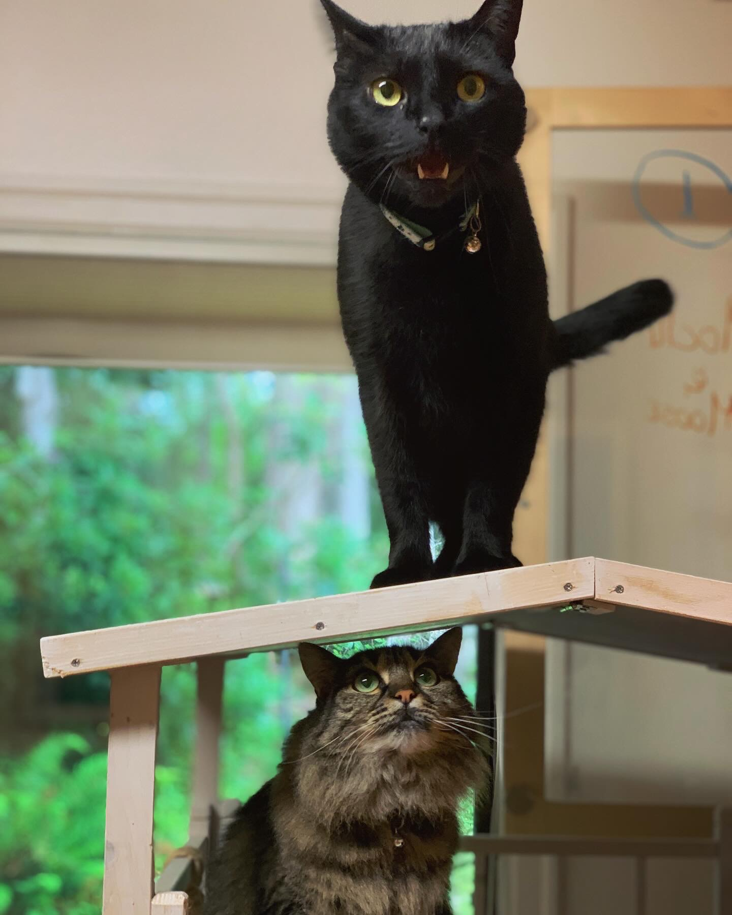 Charlotte's Cat Shack Cat Boarding - About